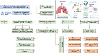 Development and validation of polyamines metabolism-associated gene signatures to predict prognosis and immunotherapy response in lung adenocarcinoma